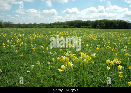 Cowslips crescendo in Chalk downs impostazione Foto Stock