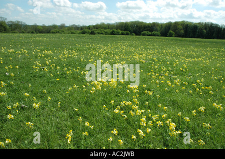 Cowslips crescendo in Chalk downs impostazione Foto Stock