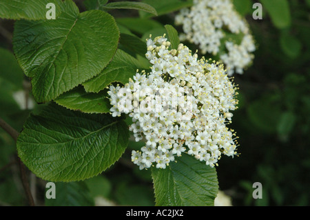 Vicino sul Wayfaring tree blossom Foto Stock