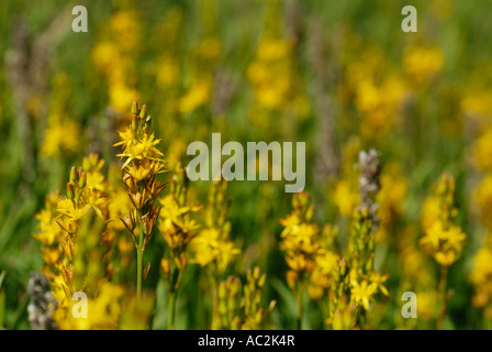 Bog Asphodel (Narthecium ossifragum) Foto Stock