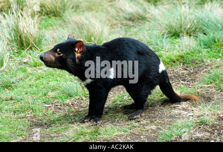 Diavolo della Tasmania Foto Stock