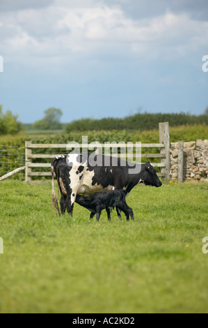 British Holstein il frisone mucca con vitello neonato Foto Stock