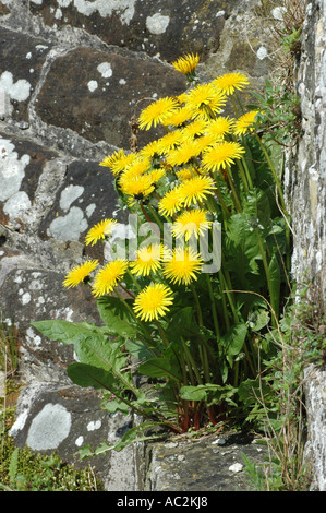 Tarassaco cresce in una parete bocchetta a lancia Foto Stock