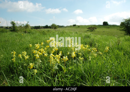 Cowslips crescendo in Chalk downs impostazione Foto Stock