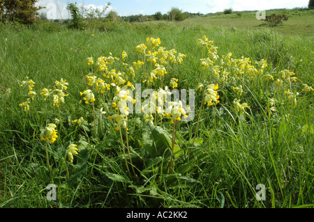 Cowslips crescendo in Chalk downs impostazione Foto Stock