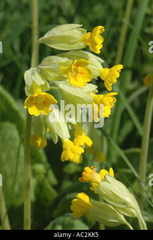 Cowslip crescendo in Chalk downs impostazione Foto Stock