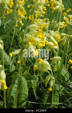 Cowslips crescendo in Chalk downs impostazione Foto Stock