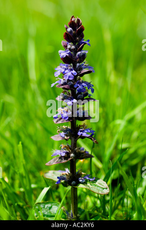 Bugle Ajuga reptans Foto Stock