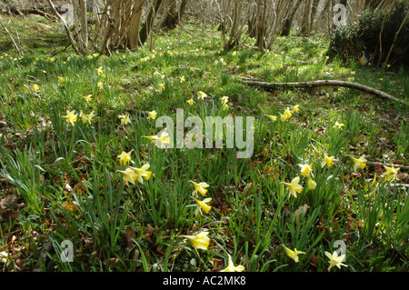 Indigeni narcisi selvatici che crescono in bosco Foto Stock