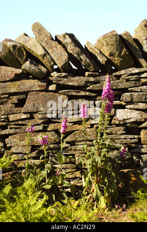 In pietra a secco e di parete foxgloves al Begwns tra Hay on Wye e Painscastle Foto Stock