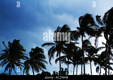 Gli alberi di cocco contro lo sfondo di un cielo tempestoso, Maria La Gorda, Cuba. Foto Stock