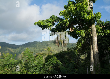 Campagna cubana che mostra una vegetazione lussureggiante tra Soroa e Las Terrazas, Cuba. Foto Stock