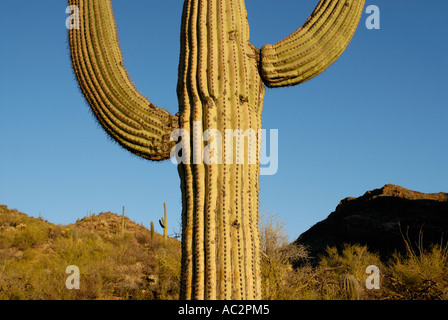 Cactus Saguaro, Carnegiea gigantea, con due bracci, montuosa del deserto, sfondo Deserto Sonoran, southwestern USA Foto Stock