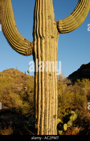 Cactus Saguaro, Carnegiea gigantea, con due bracci, montuosa del deserto, sfondo Deserto Sonoran, southwestern USA Foto Stock