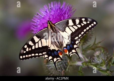 Coda forcuta Papilio machaon a riposo su Thistle con ali aperte e bel al di fuori della messa a fuoco lo sfondo Foto Stock