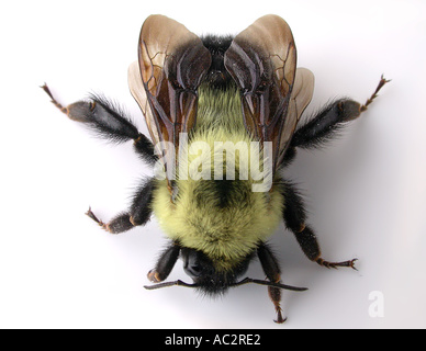 La testa sulle macro di live Bumble Bee contro uno sfondo bianco Foto Stock