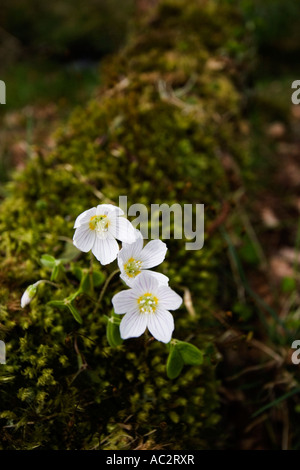 Legno Sorrell (Oxalis Acetosella) su un morto di muschio tronco di albero in bosco, Scozia Foto Stock