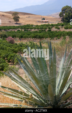 Spider Web coprendo un Agave parryi pianta nel sud della Spagna Foto Stock