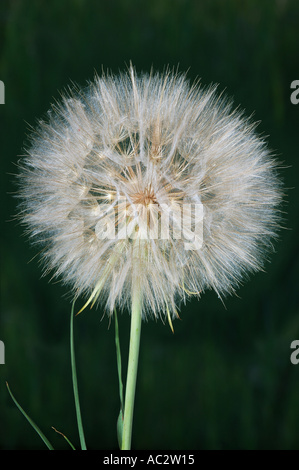 Prato Salsefrica Tragopogon pratensis seme head Foto Stock