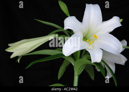 Pasqua Bianco fiore di giglio contro uno sfondo nero Foto Stock