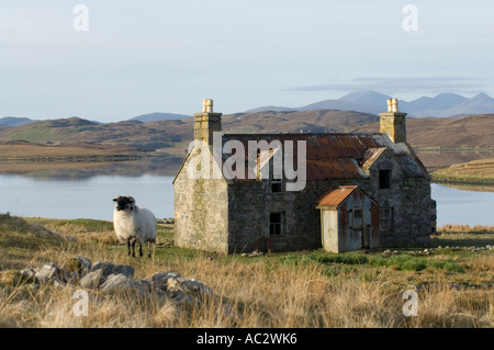 Blackface pecore (Ovis aries) nella parte anteriore di un appartato croft casa isola di Lewis Ebridi Esterne delle isole occidentali della Scozia UK Europa Foto Stock