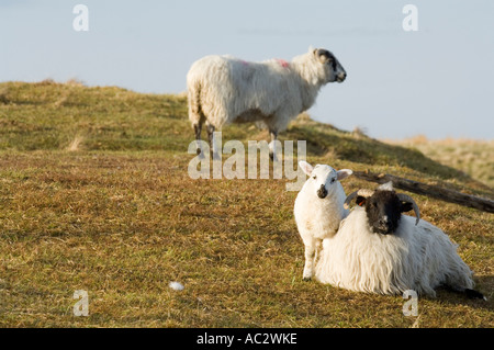 Blackface pecore (Ovis aries) Pecora con agnello, Lewis, Ebridi Esterne, Western Isles, Scotland, Regno Unito Foto Stock