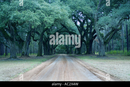 Alberi di quercia conduce ad una station wagon, Carolina del Sud Foto Stock