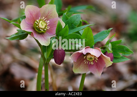 Veratro rosa fioritura in primavera Foto Stock