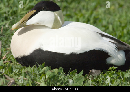 Eider comune (Somateria mollissima) maschio seduto a terra, farne Islands, Northumberland, Regno Unito, Europa Foto Stock