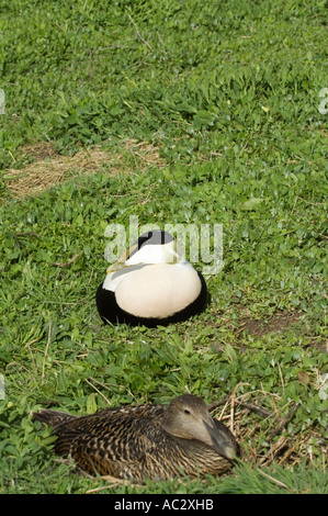 Eider comune coppia di nidificazione Somateria mollissima, farne Isola, Northumberland, Regno Unito Foto Stock