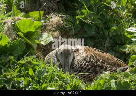 Il Comune Eider Duck (Somateria mollissima) femmina seduta sulle uova, farne Islands, Northumberland, Regno Unito, Europa Foto Stock