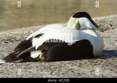 Il Comune Eider Duck (Somateria mollissima) maschio in appoggio sulla riva, Seahouses Harbour, Northumberland, Regno Unito, Europa Foto Stock