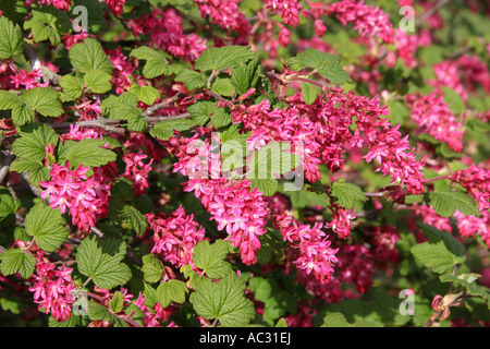 I fiori del Ribes nero bush in primavera. Foto Stock