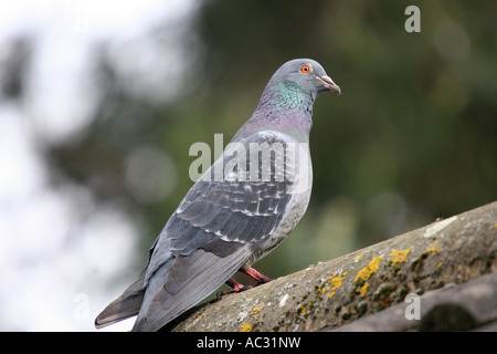 Rock Colomba pigeon sulla costruzione di tetto. Foto Stock