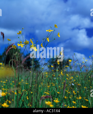 Campo di wild fiori gialli nel paesaggio irlandese, la bellezza della natura, Foto Stock
