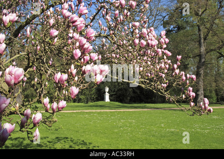 Piattino magnolia (Magnolia x soulangiana, Magnolia soulangiana, Magnolia x soulangeana, Magnolia soulangeana), Woerlitz Park, vi Foto Stock