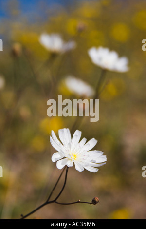 La ghiaia Ghost aka tabacco Atrichoseris erbaccia platyphylla nel Parco Nazionale della Valle della Morte in California negli Stati Uniti d'America Foto Stock