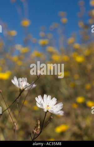 La ghiaia Ghost aka erbaccia di tabacco (Atrichoseris platyphylla) nel Parco Nazionale della Valle della Morte, California, Stati Uniti d'America Foto Stock