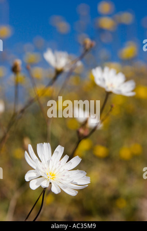 La ghiaia Ghost aka erbaccia di tabacco (Atrichoseris platyphylla) nel Parco Nazionale della Valle della Morte, California, Stati Uniti d'America Foto Stock