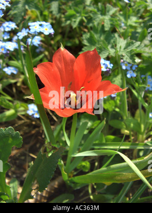 Stretto-leaf tulip (Tulipa linifolia), fioritura Foto Stock