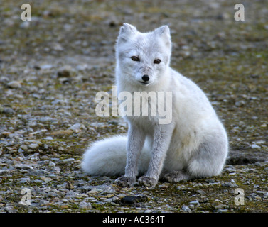 Volpe Artica, volpe polare (Alopex lagopus, Vulpes lagopus), seduta graval aon, Norvegia, Spitsbergen, isole Svalbard Foto Stock