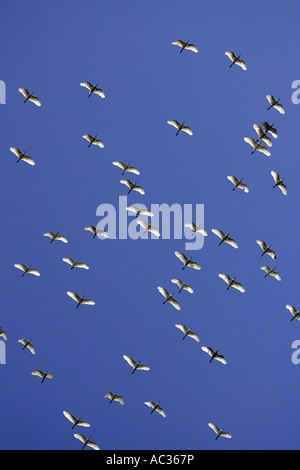 Airone guardabuoi, Buff-backed heron (Ardeola ibis, Bubulcus ibis), volare, Spagna Estremadura, Rio Alcarrache Foto Stock