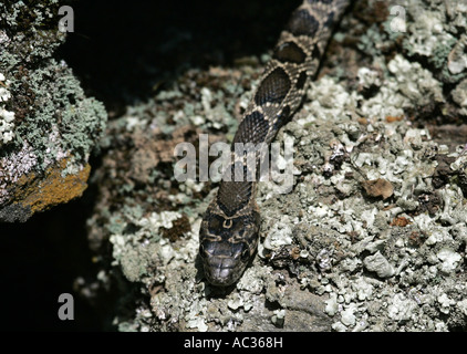 Serpente a ferro di cavallo, a ferro di cavallo frusta snake (Coluber hippocrepis), avvolgimento, Spagna Estremadura, Naturschutzgebiet Monfrague Foto Stock