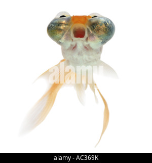 Goldfish, carpa comune, occhio celeste goldfish, celesti, Chotegan (Carassius auratus), guarda in alto Foto Stock