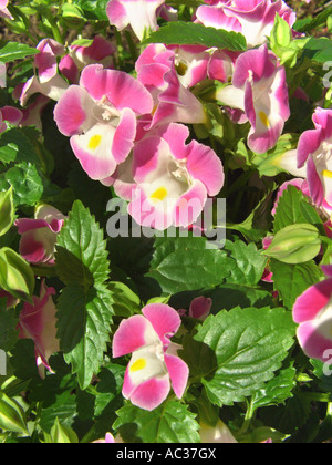 Bluewings, Wishbone Fiore (Torenia fournieri 'rosa', Torenia fournieri Rose), fioritura Foto Stock