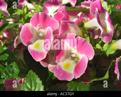 Bluewings, Wishbone Fiore (Torenia fournieri 'rosa', Torenia fournieri Rose), fiori Foto Stock