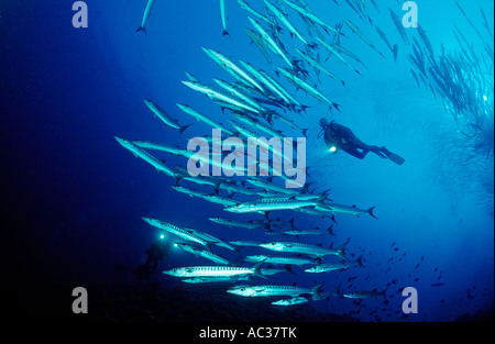 Blackfin barracuda e scuba diver Sphyraena qenie Sudan Africa Mar Rosso Foto Stock