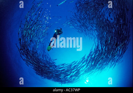 Blackfin barracuda Sphyraena qenie Sudan Africa Mar Rosso Foto Stock