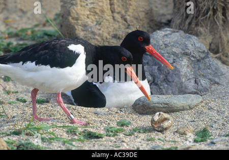 Oystercatcher coppia intorno al nido Foto Stock