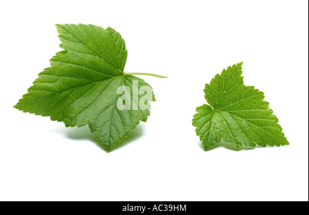 Foglia di ribes nero Foto Stock